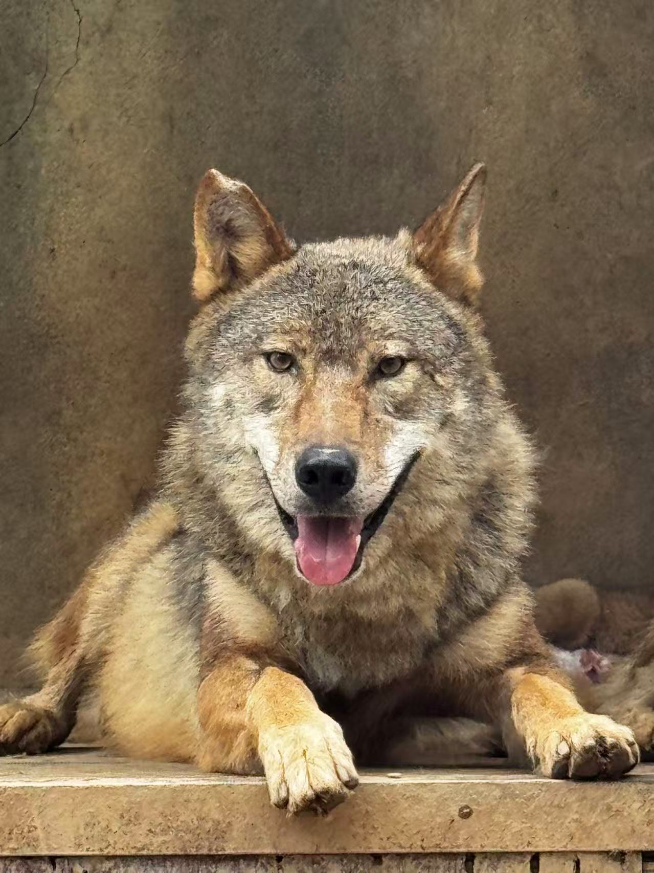 Chen Yanzong, a gray wolf resting with his eyes closed