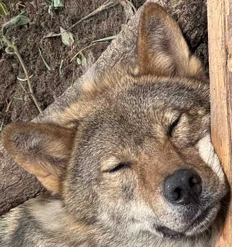 Chen Yanzong, a gray wolf resting with his eyes closed
